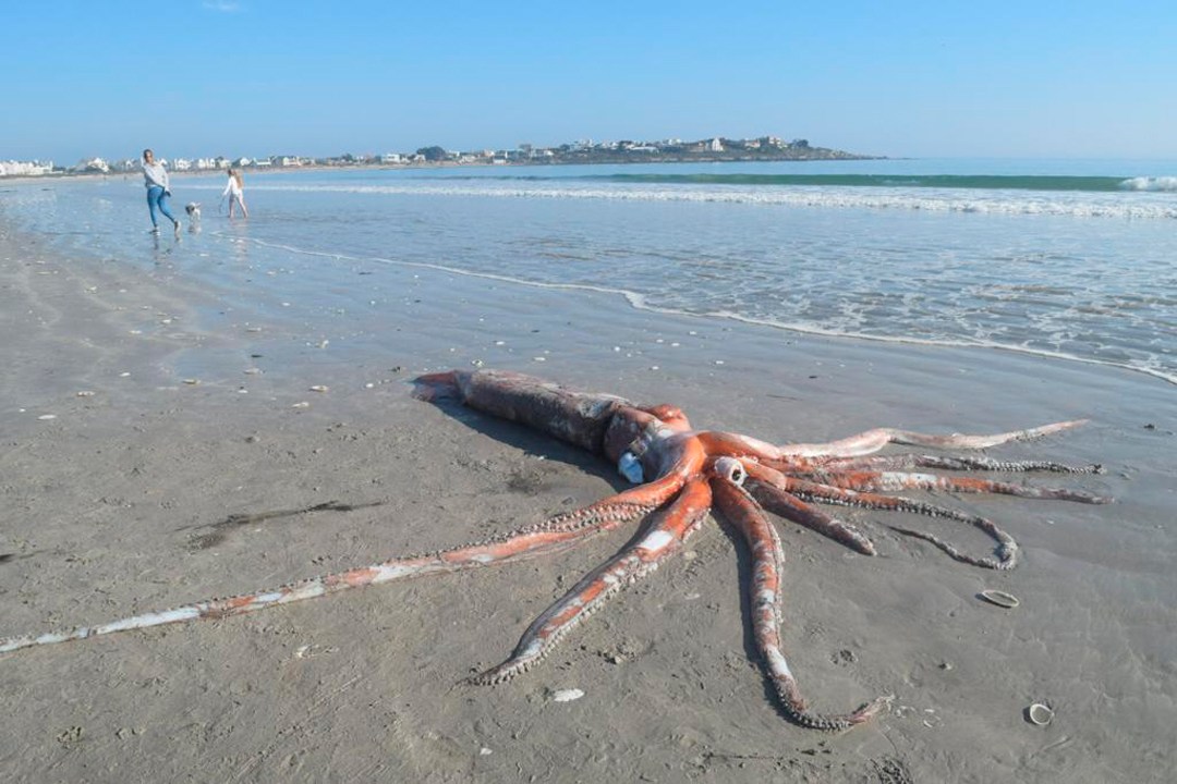 Sorprende a turistas un calamar gigante varado en la costa