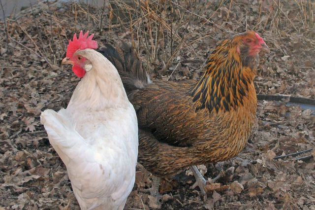California declara emergencia sanitaria por brote de gripe aviar H5N1