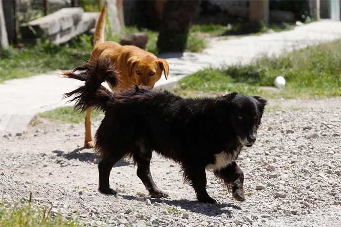 Emprende Ayuntamiento matanza de perros en Miahuatlán