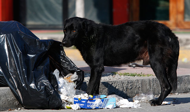 Ocurren 2 ataques de perros contra personas en San Martín Texmelucan