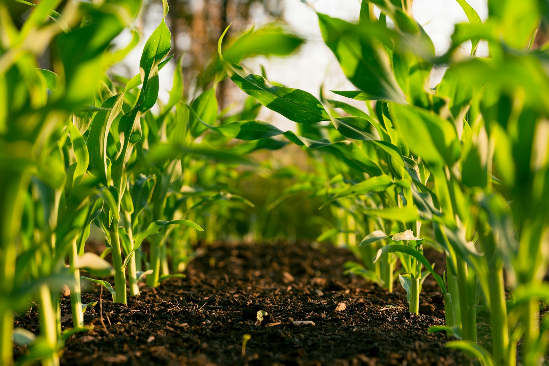 Cambio climático y la importancia de la gestión adecuada del agua en la agricultura