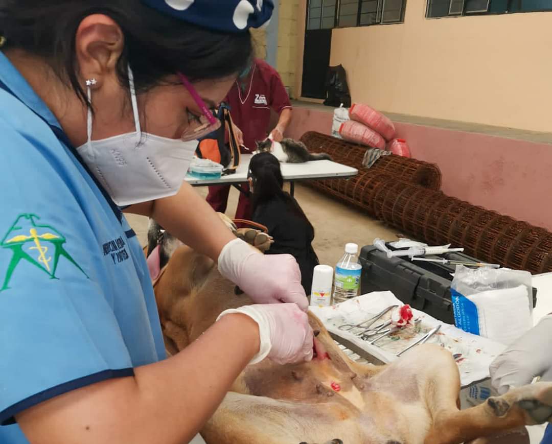 Ariadna Ayala impulsa acciones en materia de Bienestar Animal