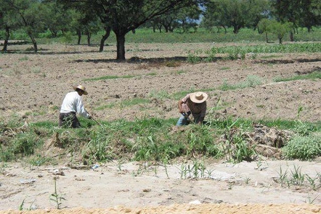 Sequía daña más de 500 hectáreas de cultivos en Santa Ana Teloxtoc