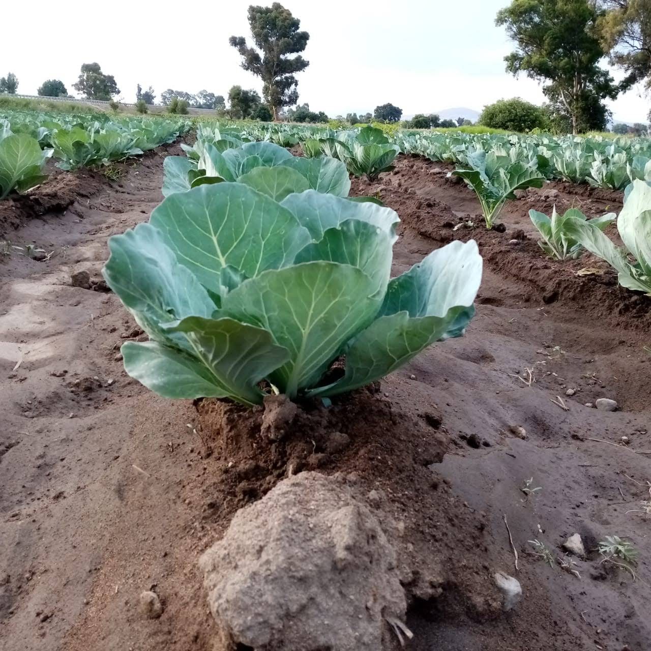 Inseguridad y pandemia afectan a campesinos de Texmelucan