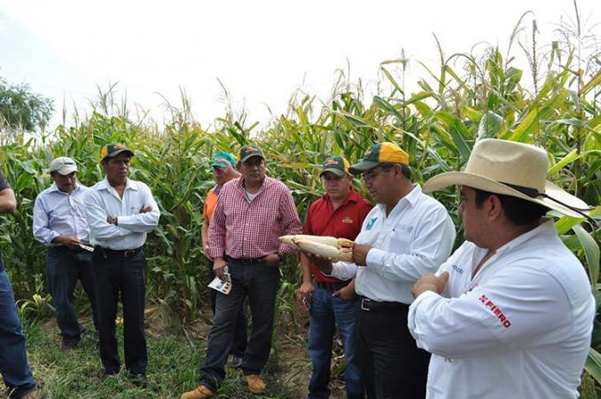 Puebla, entre los 10 estados con mayor producción de maíz