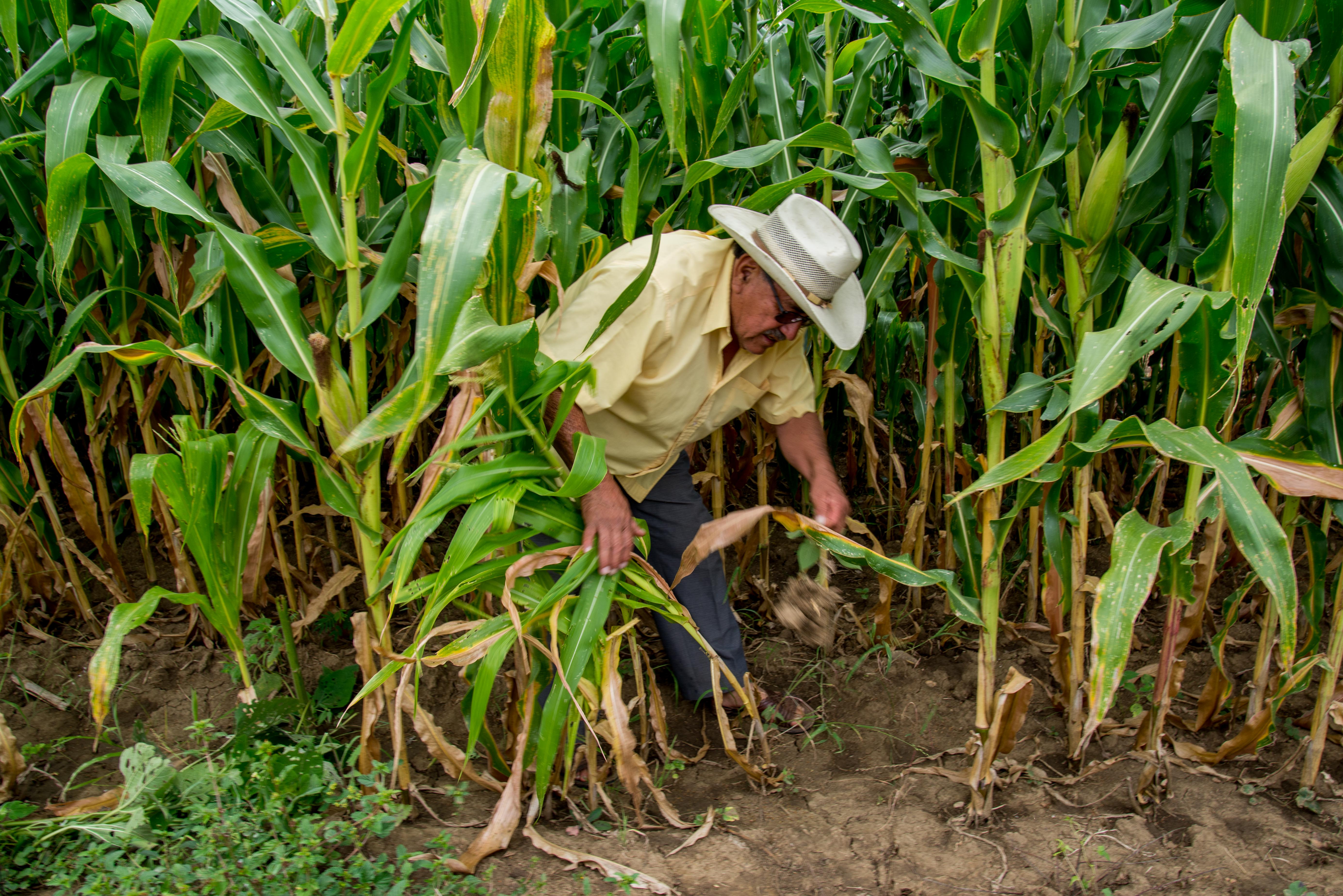 SDR destinó más de 3 mil mdp en apoyo al campo poblano