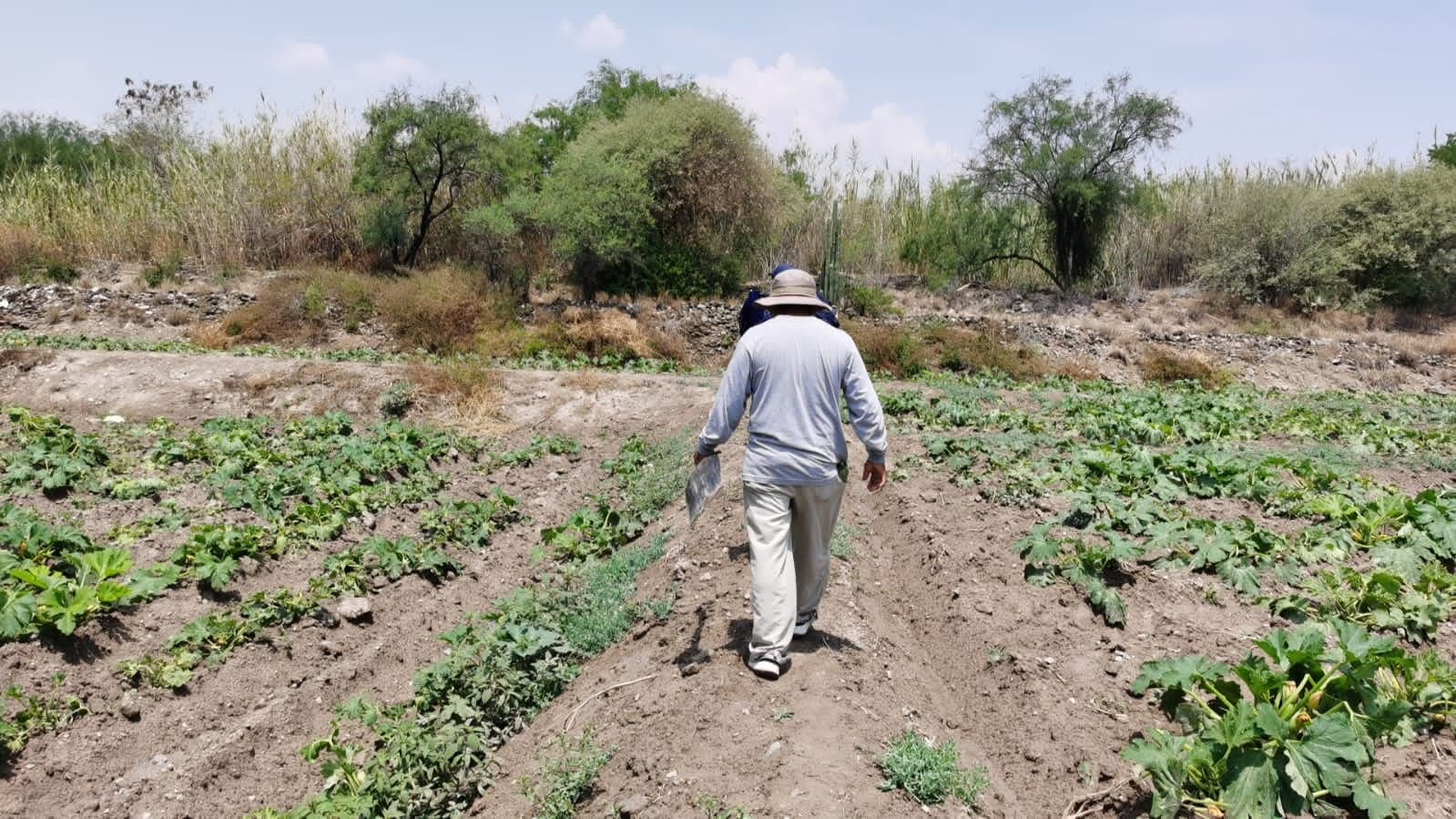 Más de 2 mil hectáreas en Tehuacán han sido afectadas por el cambio climático 