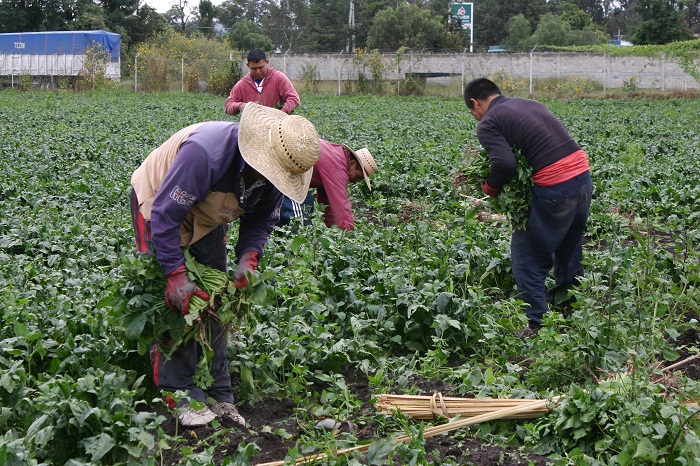 Reportan precios al productor en 3.91% en noviembre