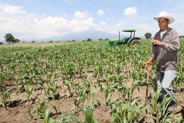 Campesinos de Tehuacán usan agroquímicos nocivos para consumidores