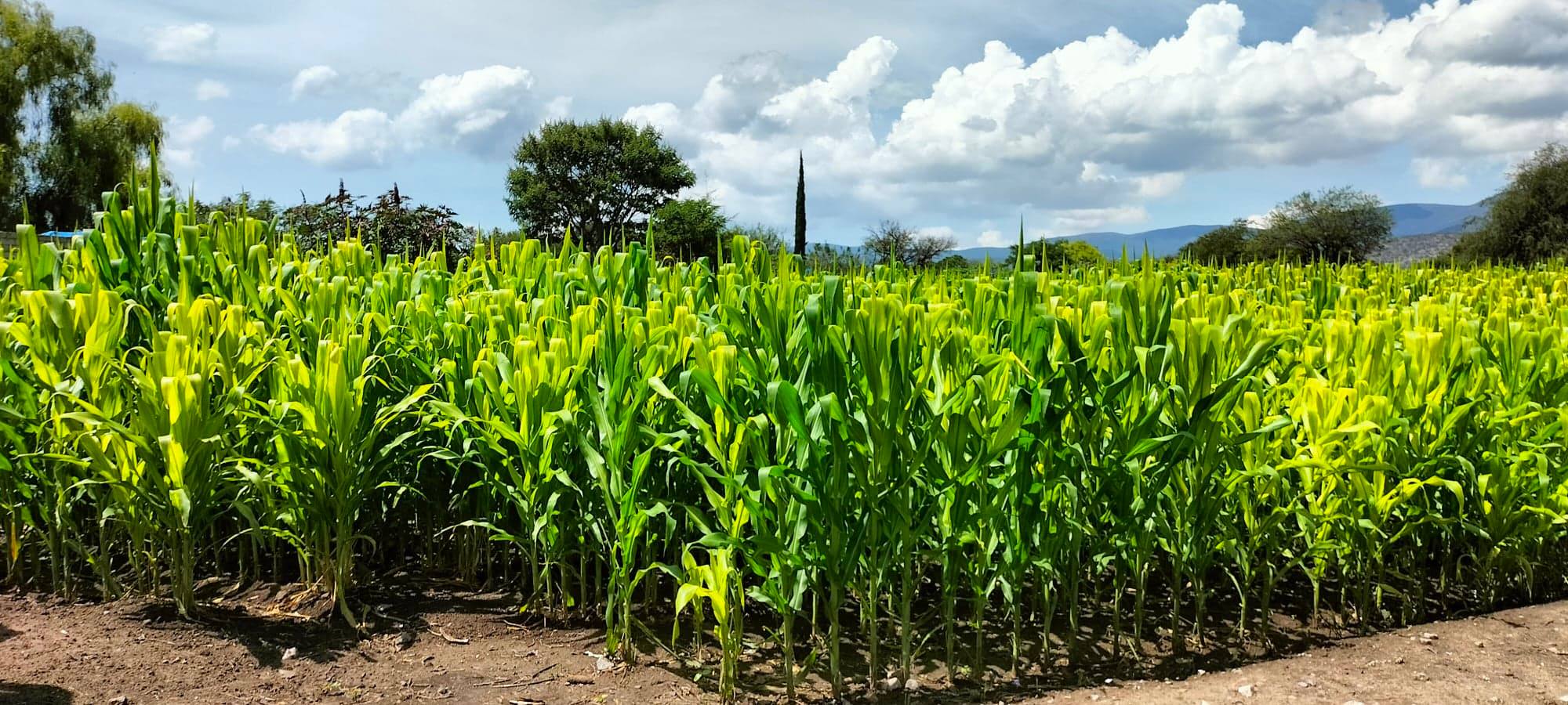 Sequía en presa de Valsequillo pone en riesgo cultivos en municipios de la Sierra Negra