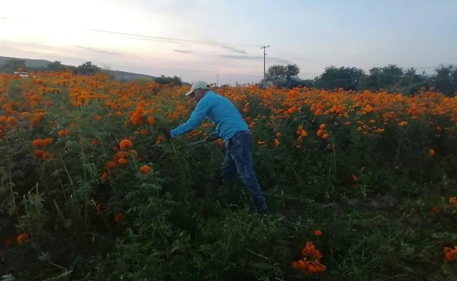 Flor de cempasúchil es sembrada en Izúcar para consumo local 