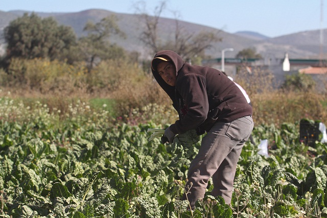 Más de 120 hectáreas de hortalizas, perdidas por covid-19 en Tehuacán