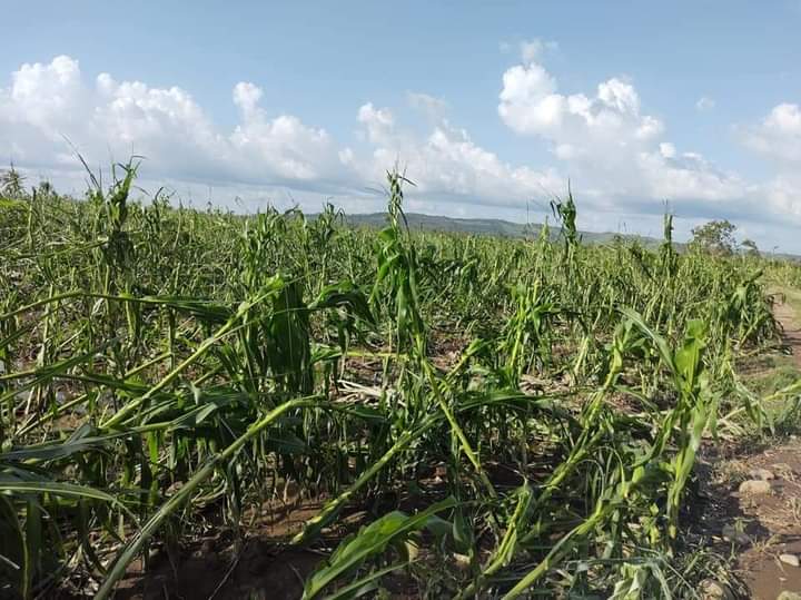 Grace deja campos de cultivo completamente destruidos en Zautla