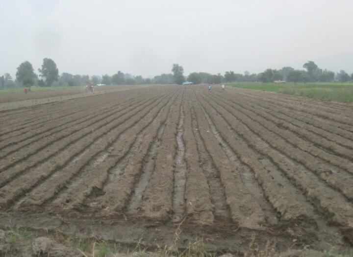 Escasez de lluvia y bajas ventas preocupa a campesinos en Texmelucan