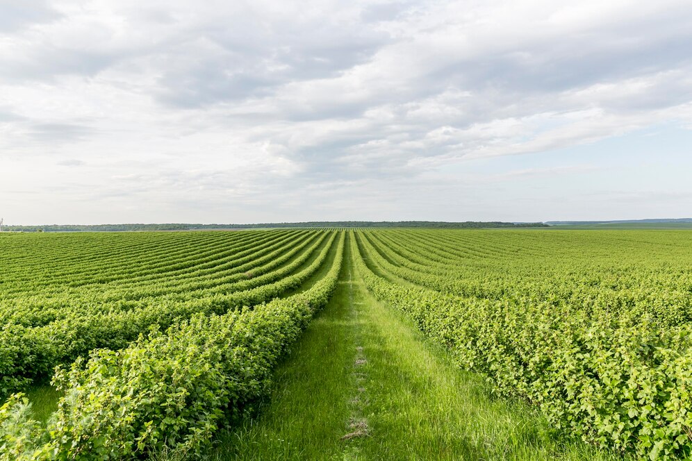 Trabajadores agrícolas en Canadá se une al sindicato UFCW 1518