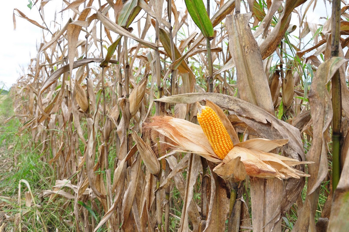 Sequía afectó 427 hectáreas de maíz y sorgo en Izúcar