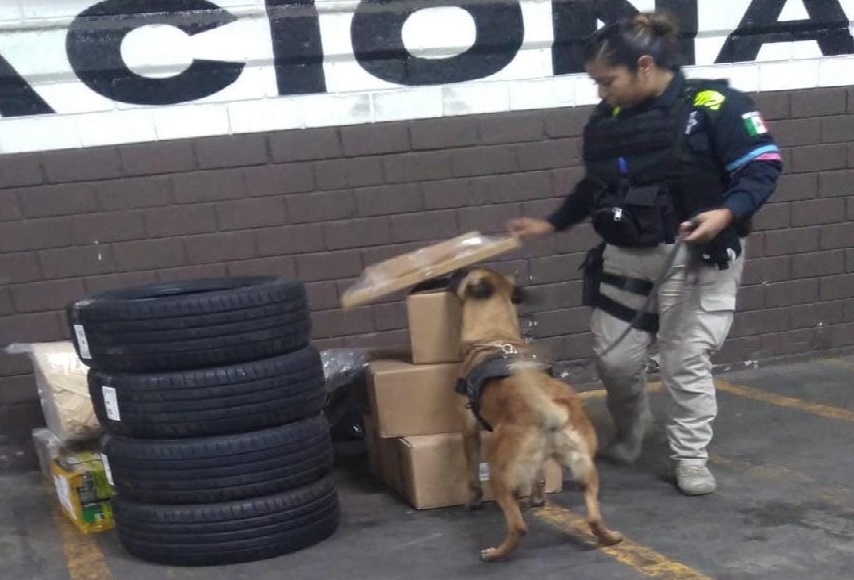 Can detecta maleta con hongos alucinógenos en la CAPU