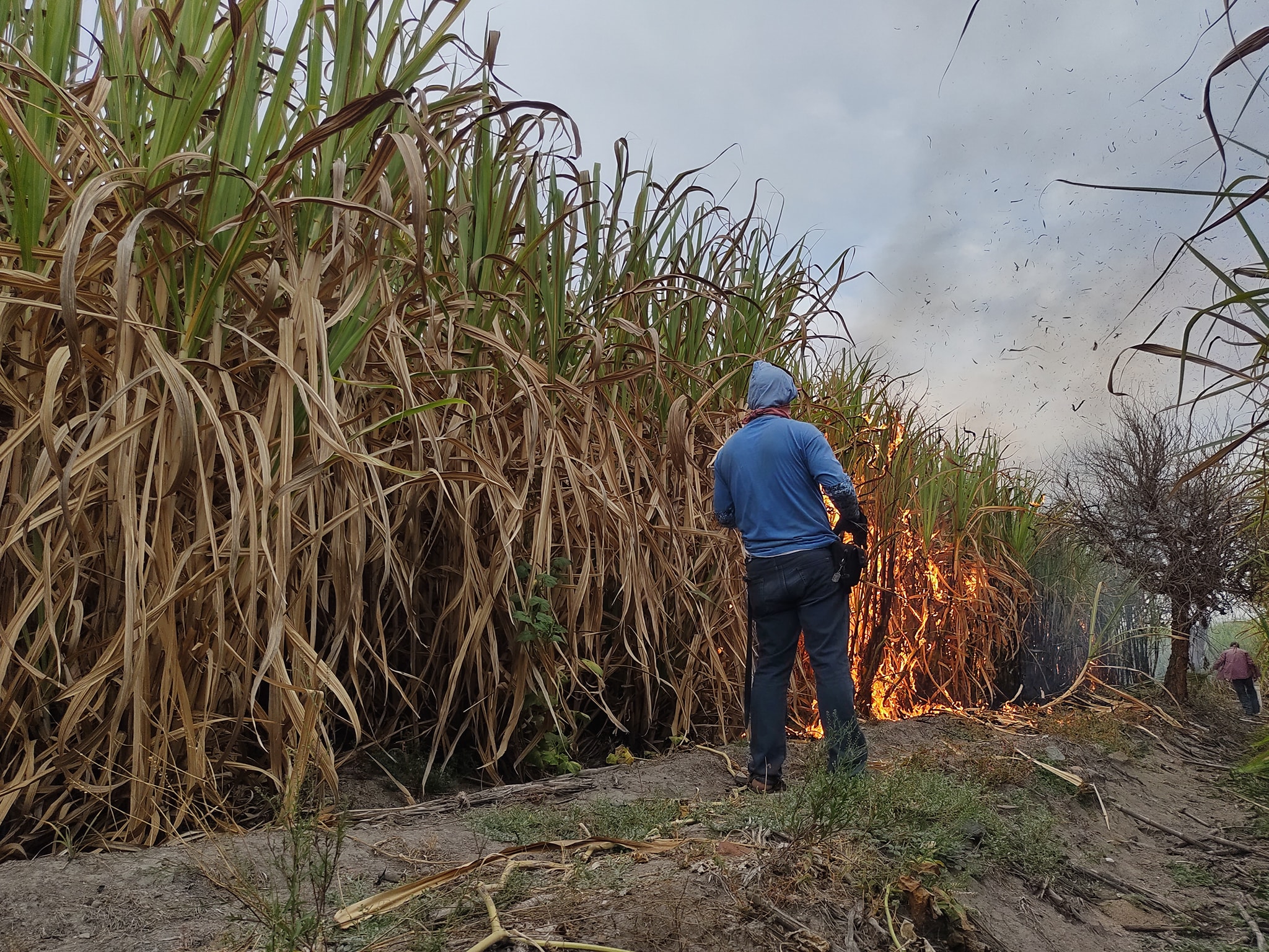 Más de 3 mil mdp deja al año industria azucarera como derrama económica  
