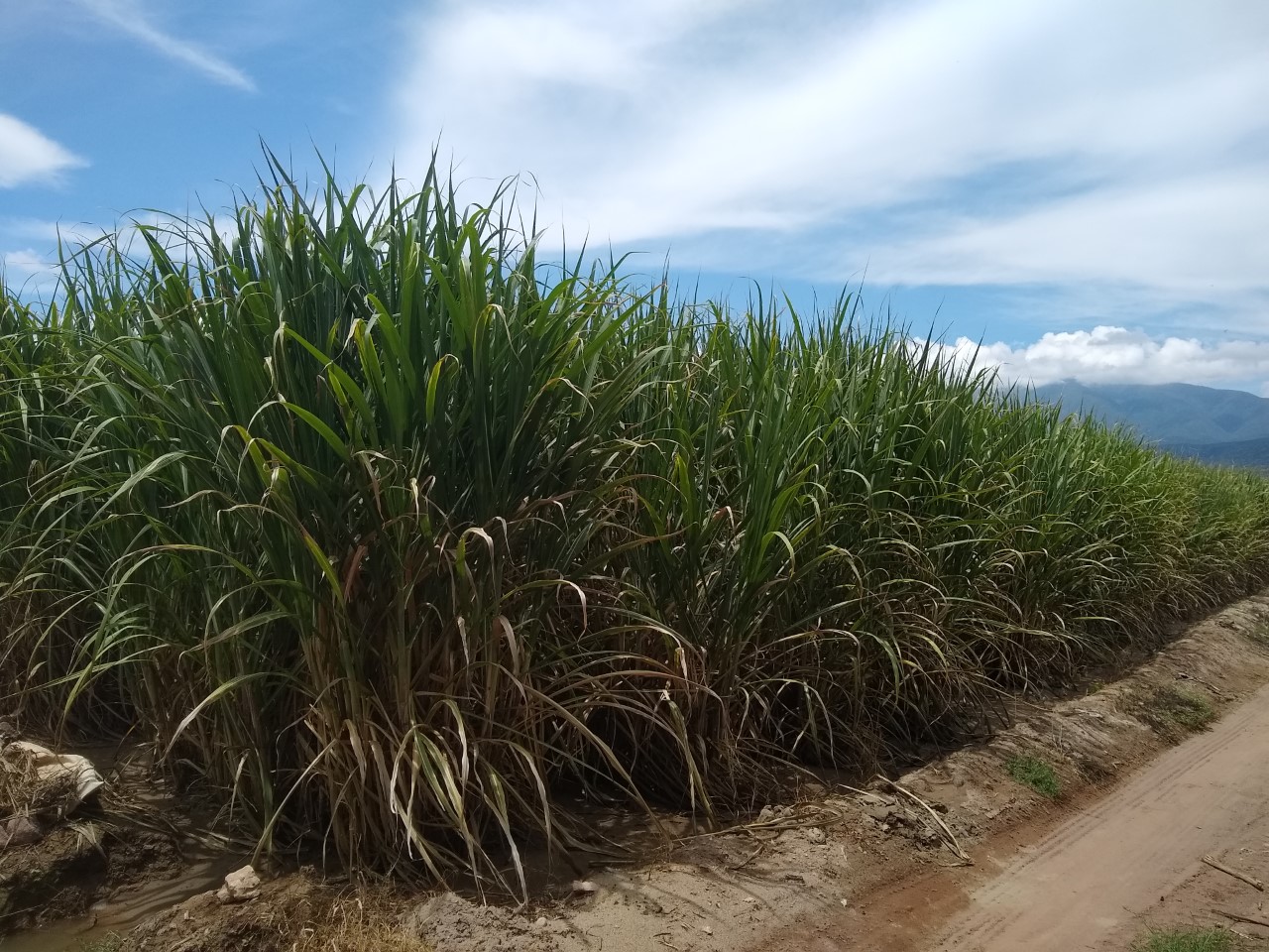 Impulsan proyecto de reconversión del campo en Tehuacán para la producción de maíz amarillo