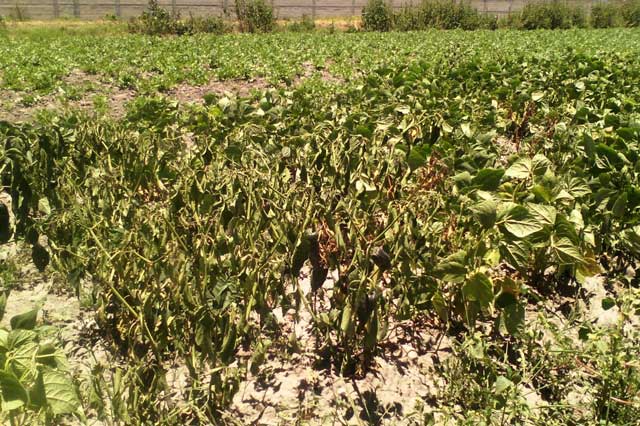 En Texmelucan, canícula amenaza cosecha de chile poblano