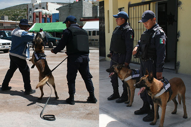 Opera Unidad Canina en Tepeaca para prevenir delitos