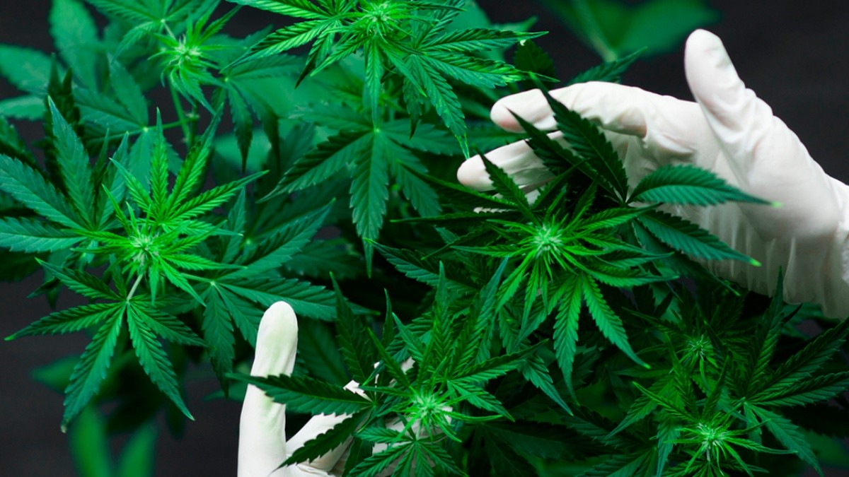 Ácidos en cannabis podrían evitar infecciones por COVID, revela estudio