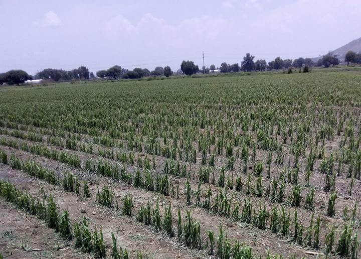 Granizada afecta 100 hectáreas de cultivo en Tecamachalco