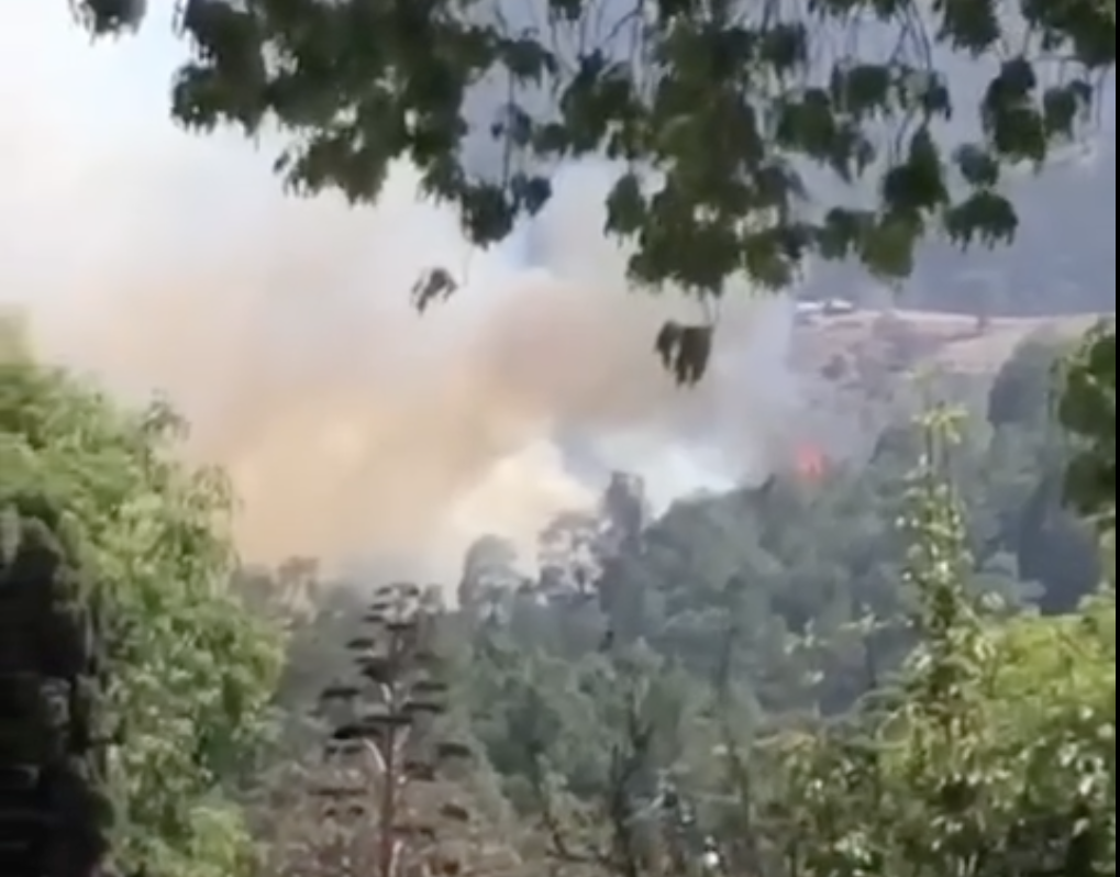 Arrasa incendio con 15 hectáreas de pino