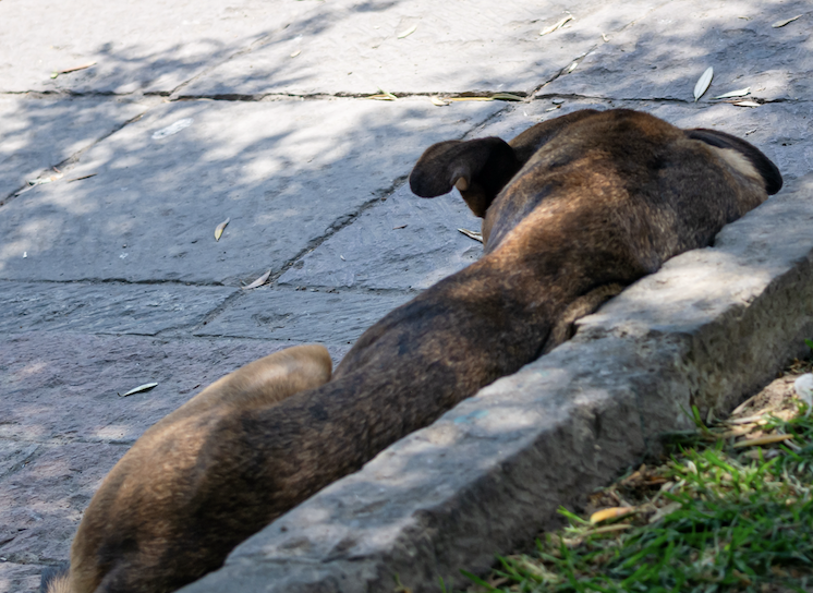 Hallan cadáver de un perrito colgado de un tubo en Huejotzingo 