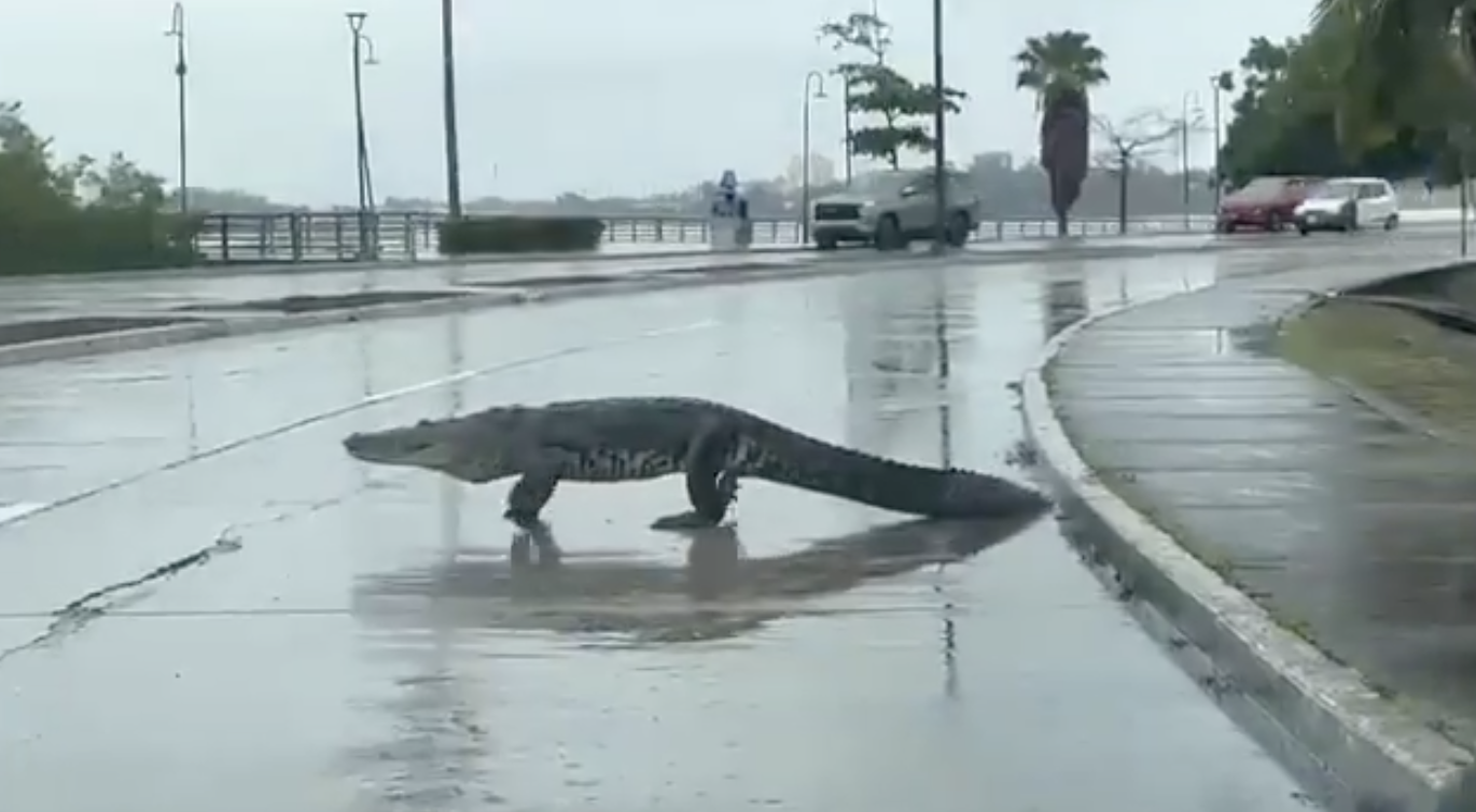 VIDEO: Captan a cocodrilo caminando en calles de Tampico