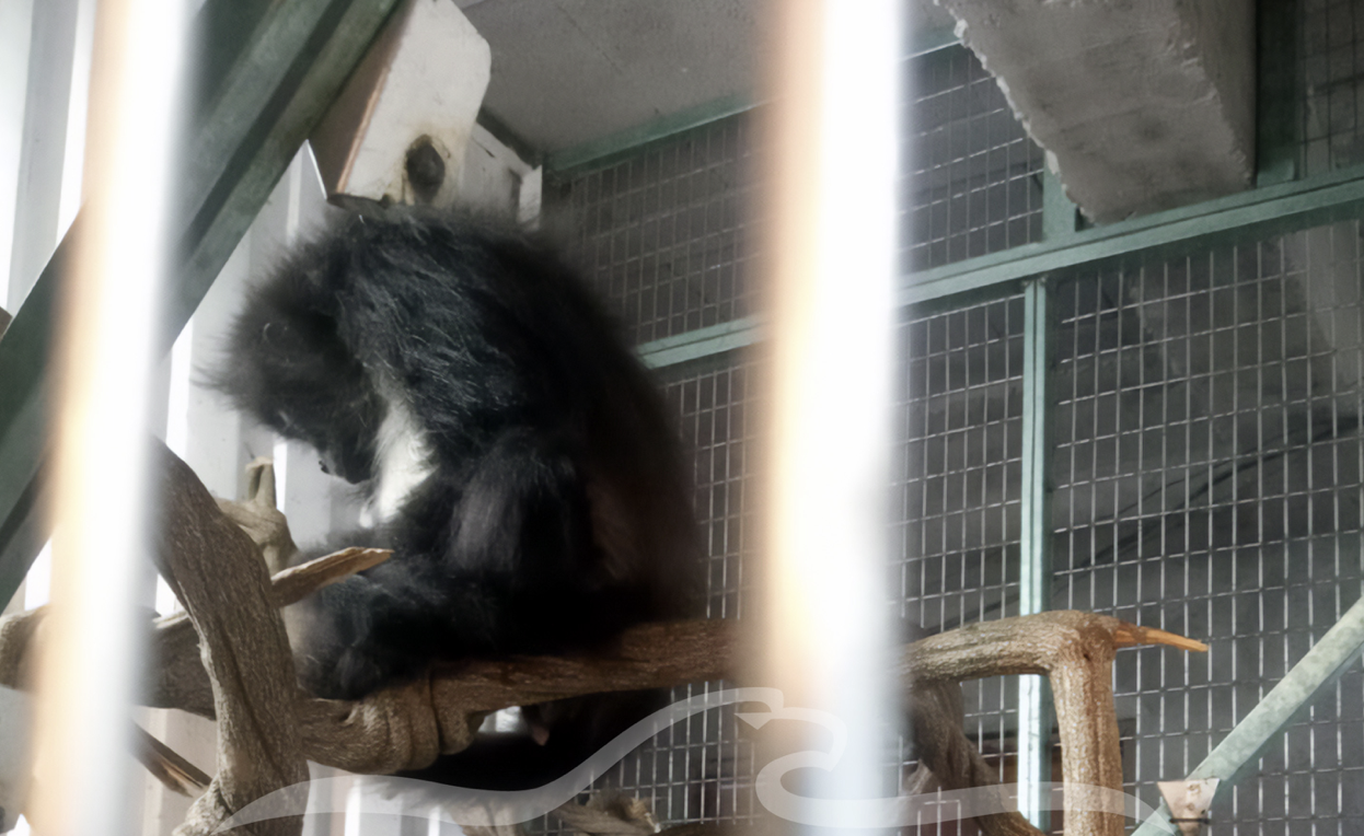 Rescatan a mono araña que deambulaba en Cuernavaca