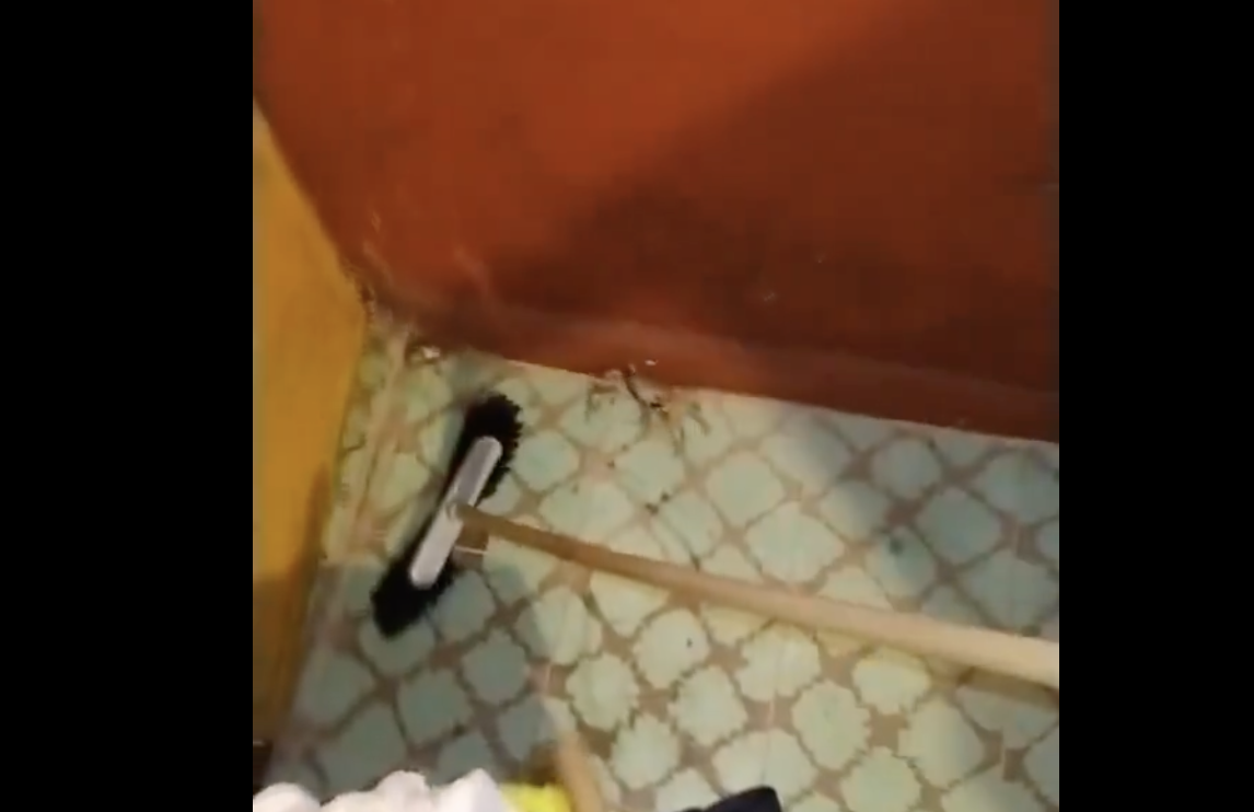 VIDEO: Cangrejo se mete a una casa poblana y se hace viral