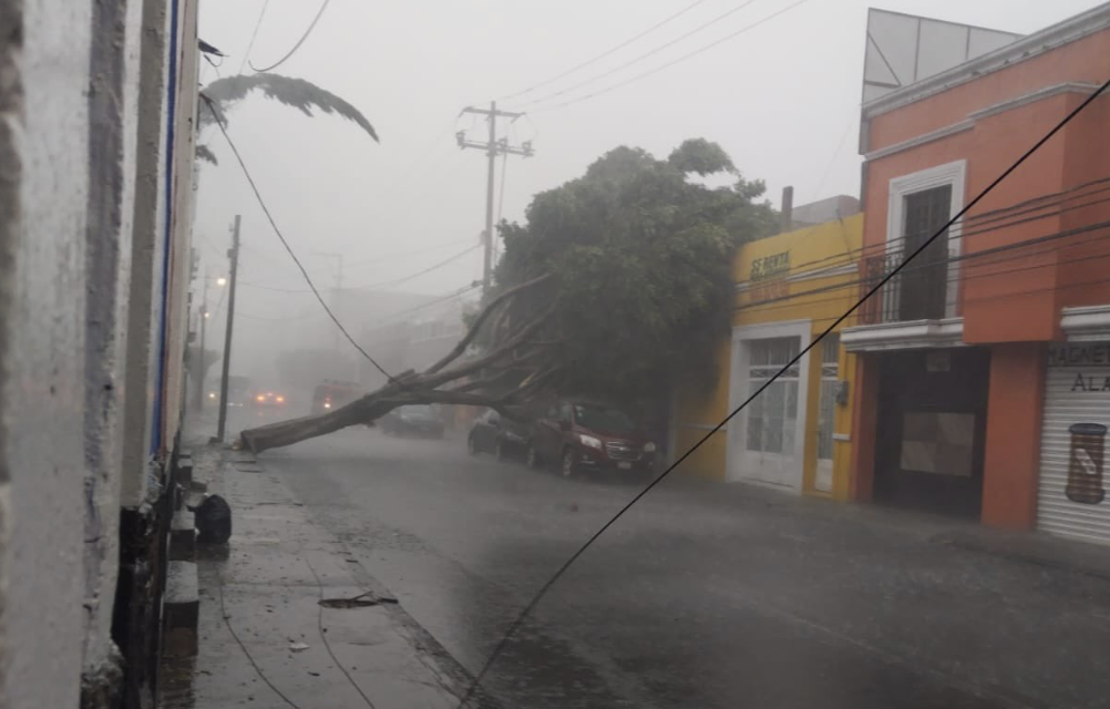 Cae árbol en pleno centro de Puebla por intensas lluvias