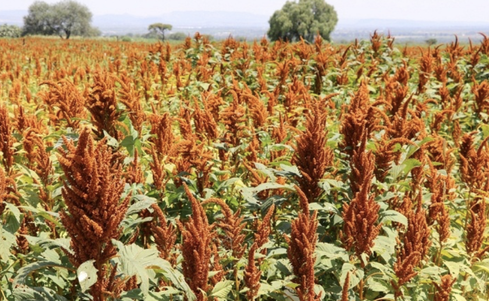 Puebla, el gigante del amaranto en México, con producción de 17.3 mdp