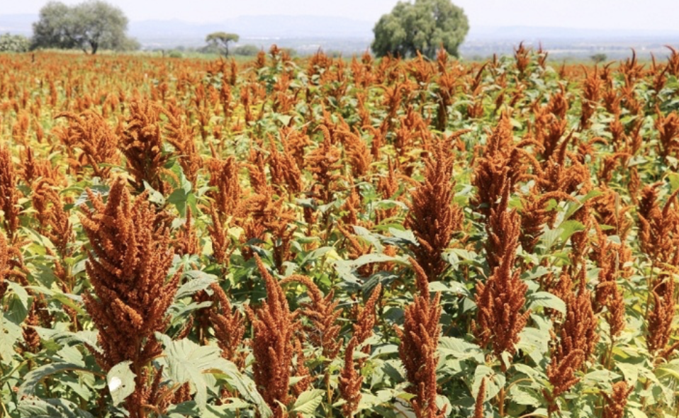 FAO reconoce producción de amaranto en México; Puebla, principal productor