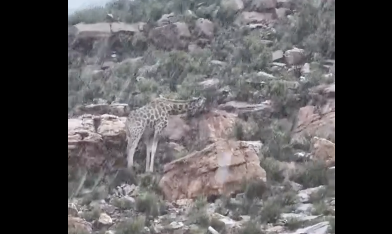 Insólito, caída de nieve en Sudáfrica sorprende al mundo