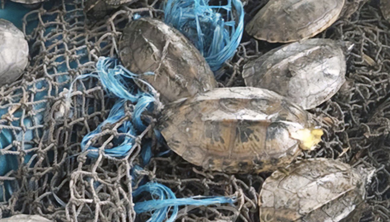 En la TAPO, aseguran 261 ejemplares de fauna silvestre