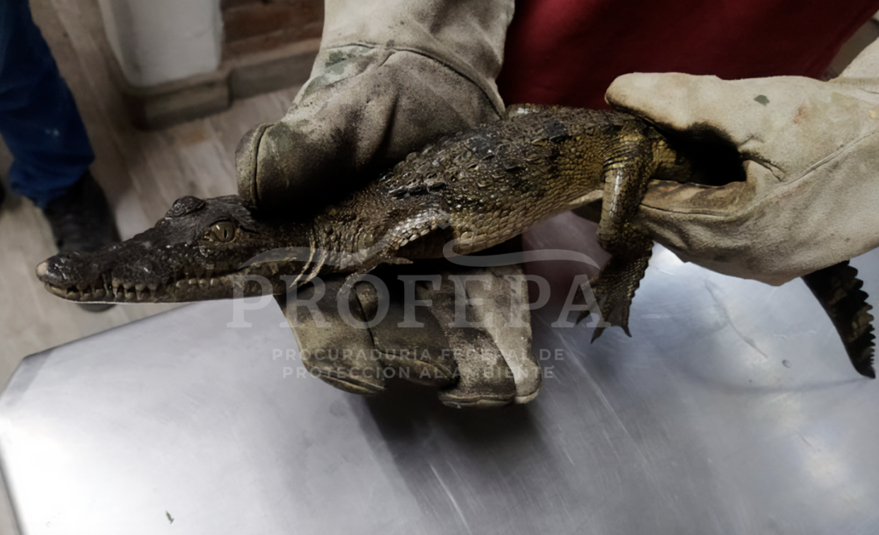 Capturan a cocodrilo que se encontraba en las calles en Guanajuato