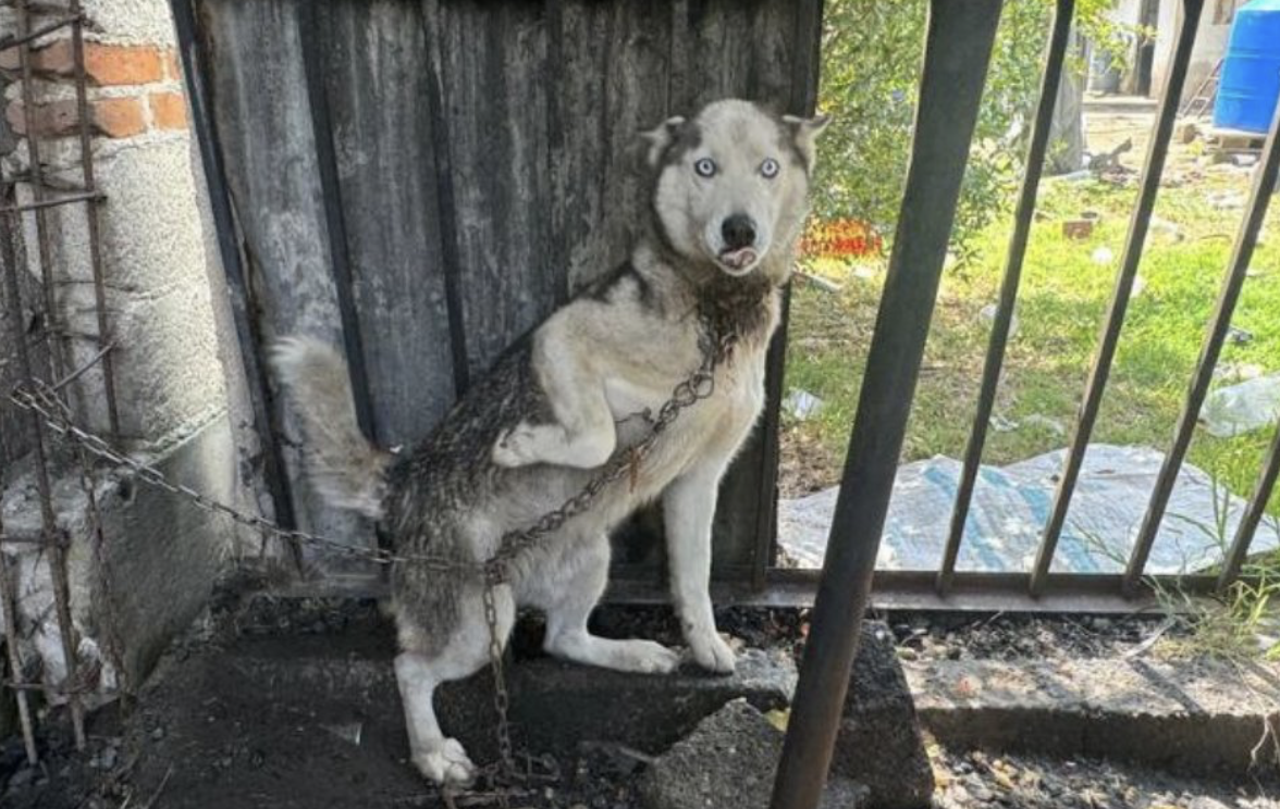 Rescatan a perrita en condiciones deplorables en Cuautlancingo 