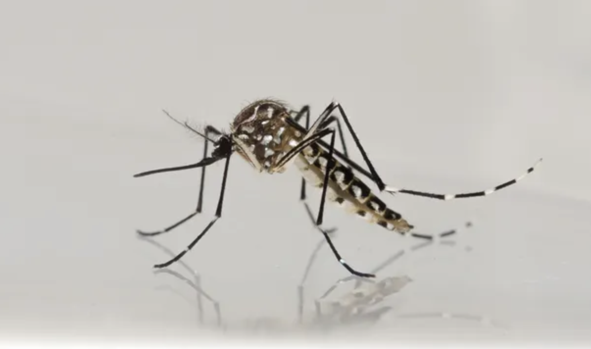 México reporta más de 3 mil 500 casos de dengue: Jalisco en el primer lugar