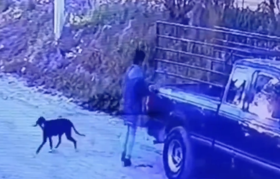 VIDEO Abandonan a su suerte a un perrito y un gatito en Tepanco de López