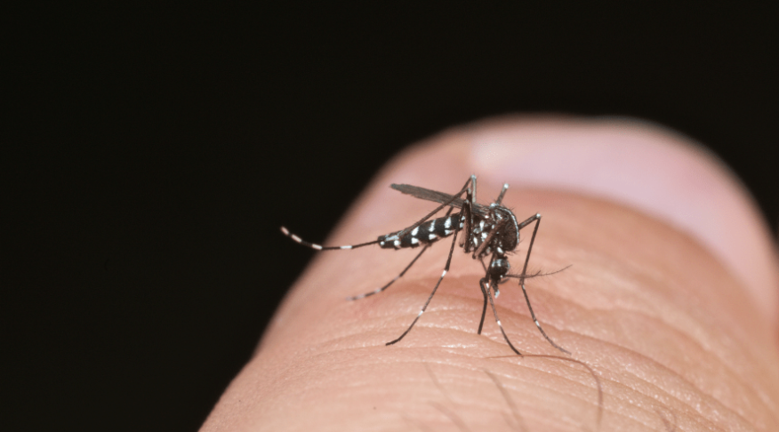 Identifican dos especies mosquitos capaces de transmitir enfermedades en Puebla