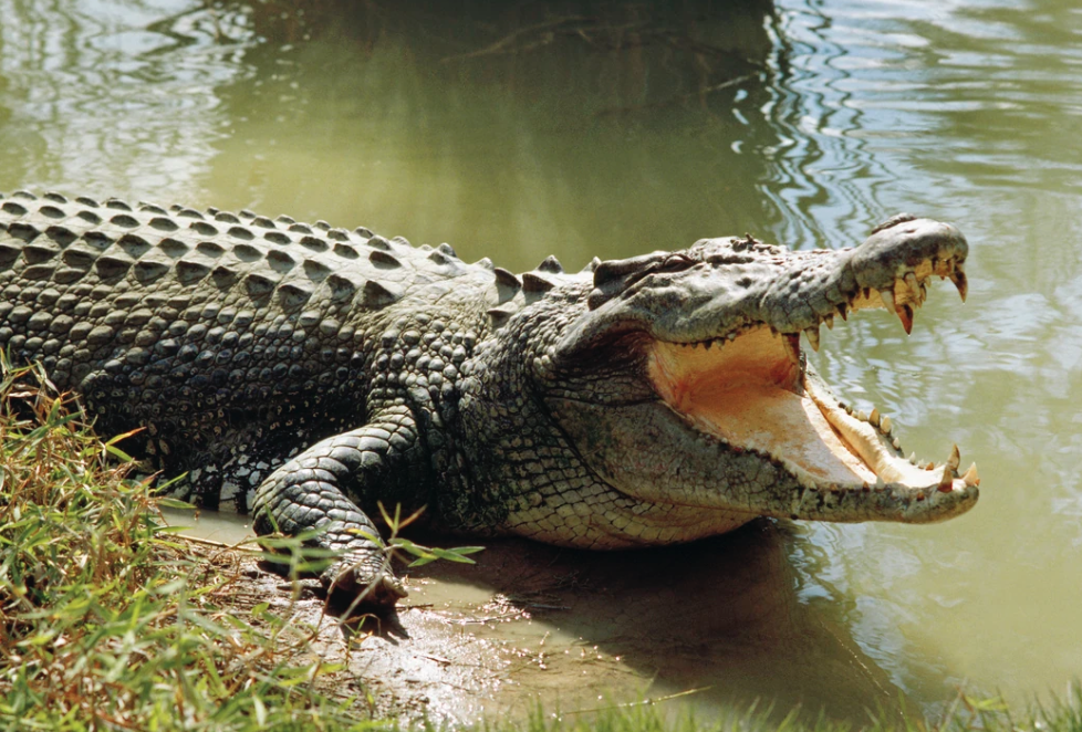 Cocodrilo mata a una mujer mientras se bañaba en un río 