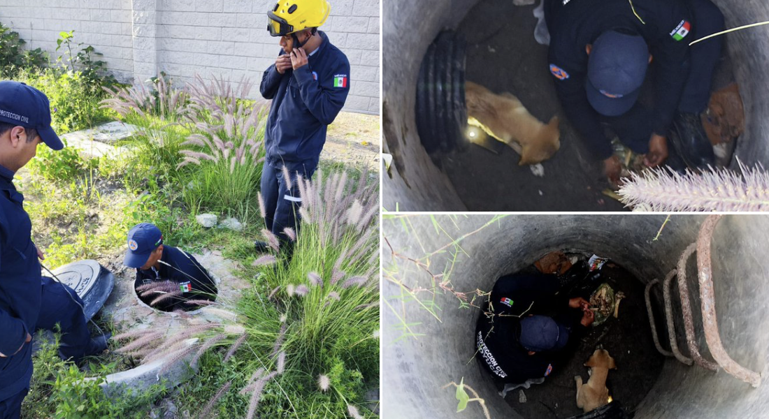 Rescatan a un perrito que cayó en una coladera en Angelópolis