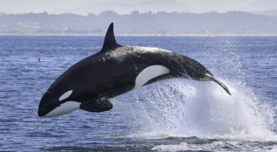 Orcas atacan a un velero en la costa de España