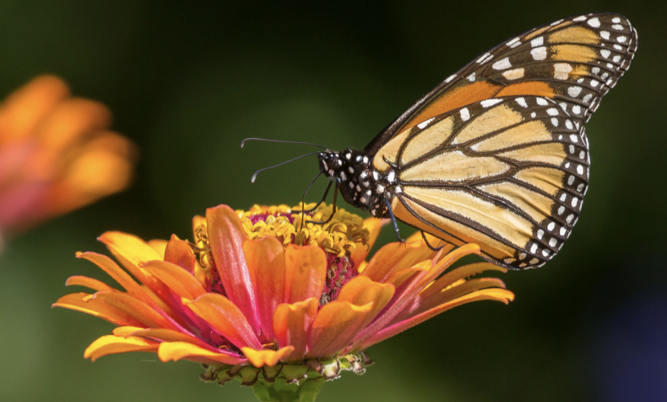 Expertos se reúnen para mejorar plan de conservación de la mariposa Monarca