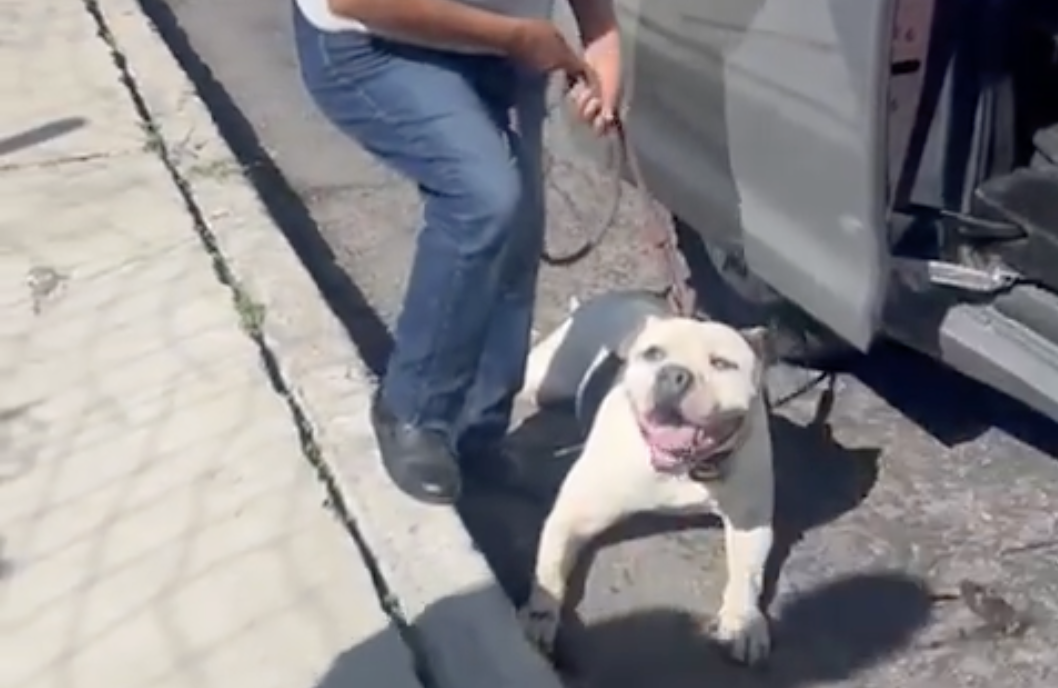 VIDEO Perrito es arrastrado por una camioneta en Valle del Dorado