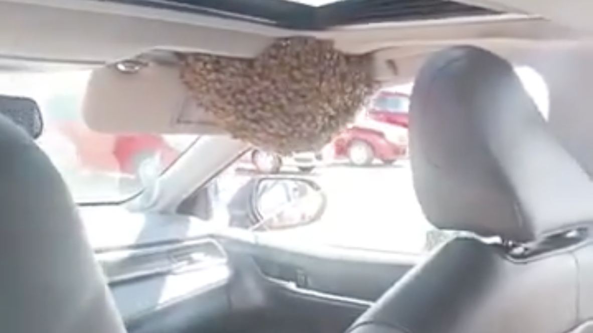 VIDEO Enjambre de abejas invade vehículo en tianguis de Pachuca