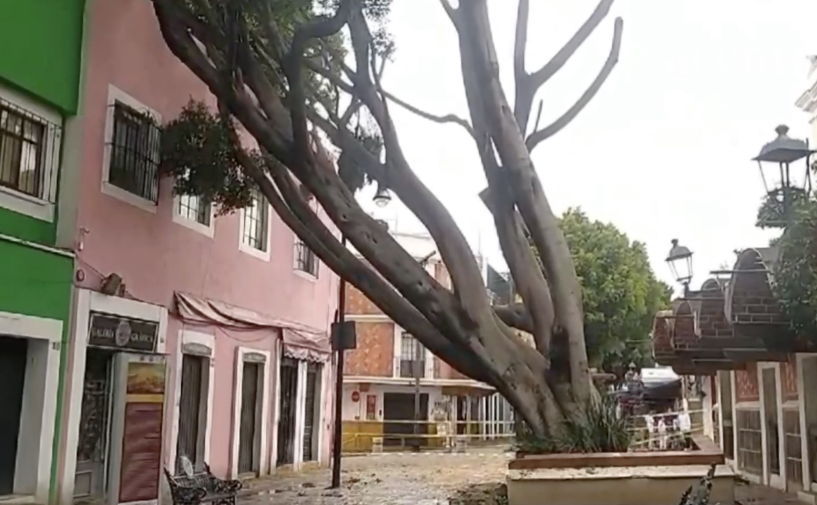 Se desploma árbol en el Barrio del Artista tras intensa lluvia en Puebla