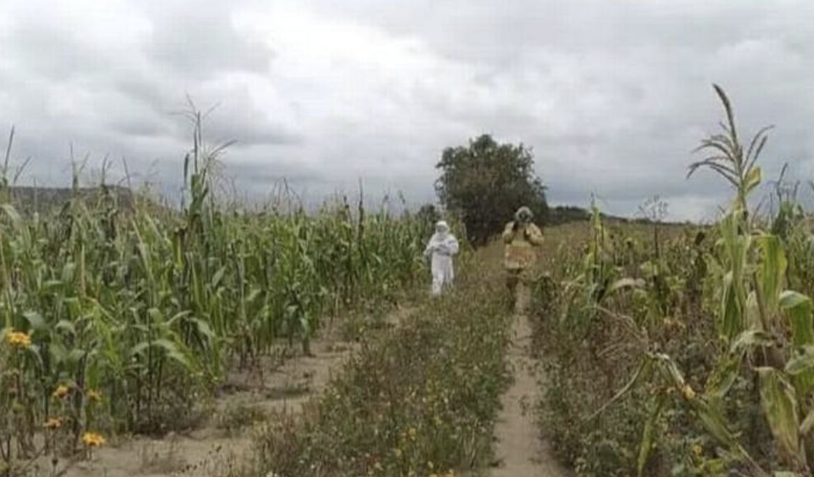 Enjambre de abejas deja dos personas lesionadas y mata a dos caballos en Serdán